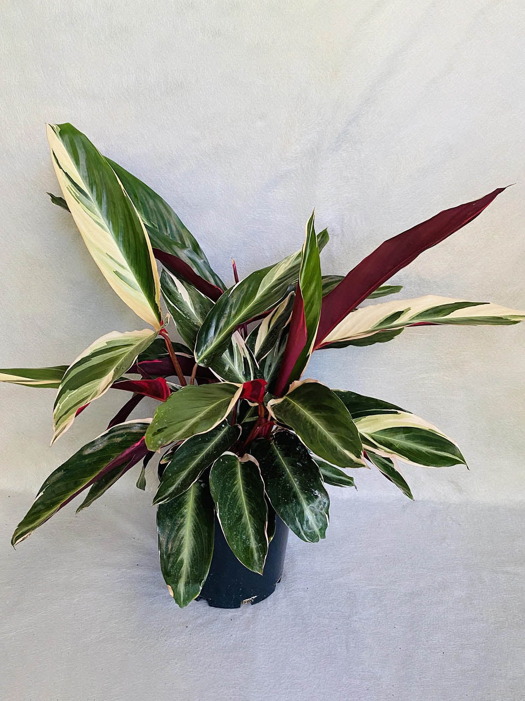 Calathea Triostar