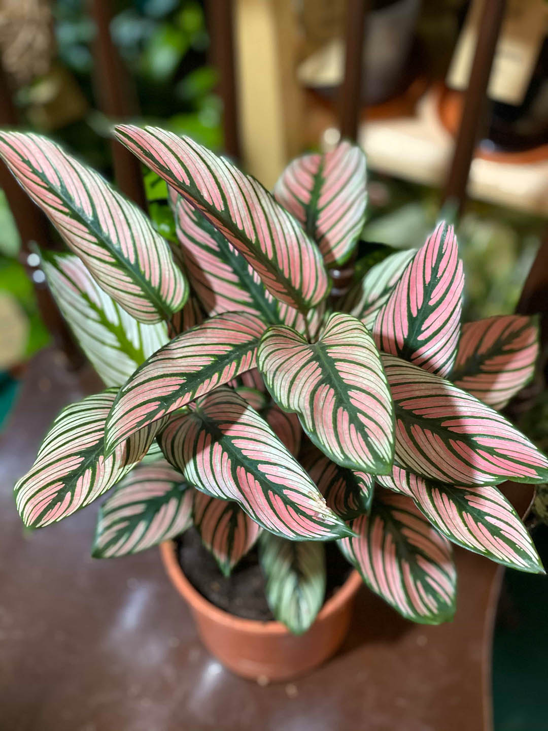 Calathea White Star Plant or Calathea Majestica ‘White Star’ with Green with White stripes and Purple undersides coloured leaves