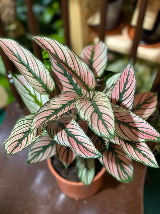 Calathea White Star Plant or Calathea Majestica ‘White Star’ with Green with White stripes and Purple undersides coloured leaves