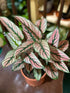 Calathea White Star Plant or Calathea Majestica ‘White Star’ with Green with White stripes and Purple undersides coloured leaves