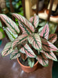 Calathea White Star Plant or Calathea Majestica ‘White Star’ with Green with White stripes and Purple undersides coloured leaves