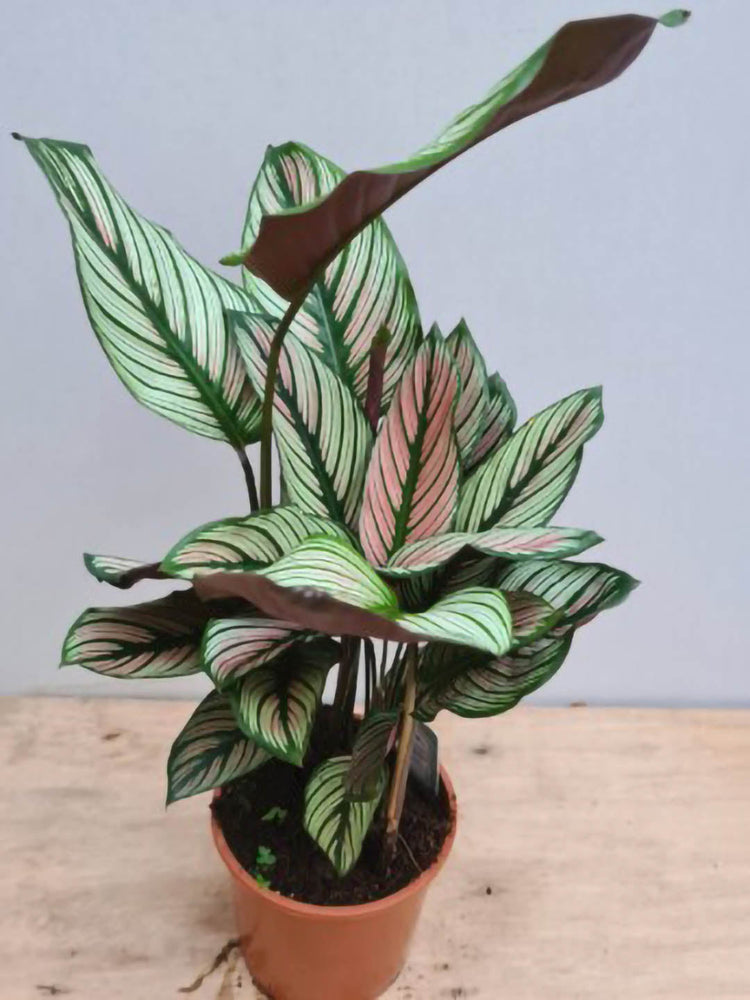Calathea White Star