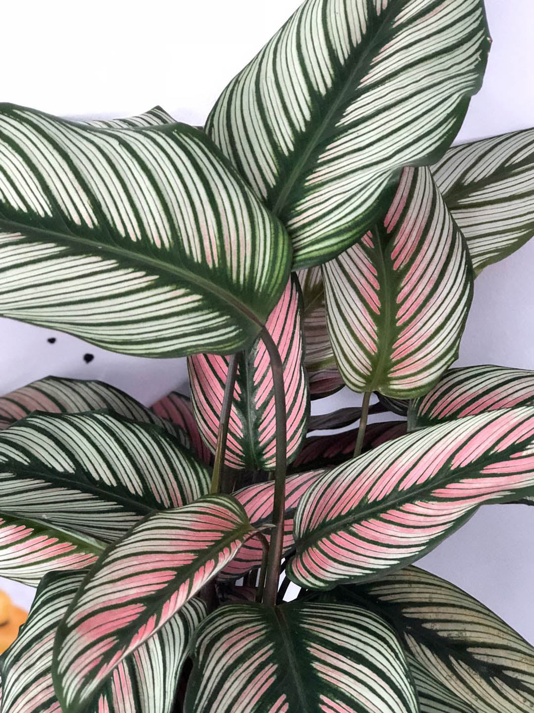 Calathea White Star