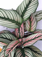 Calathea White Star