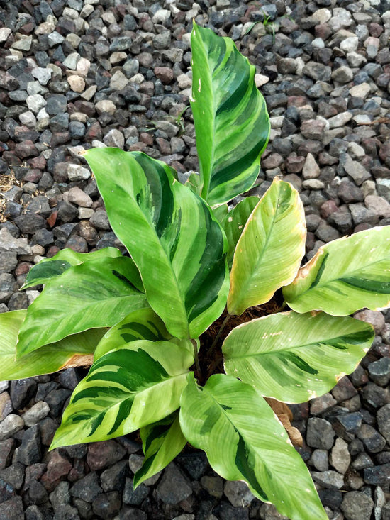 Calathea Yellow Fusion Plant or Calathea Lietzei with Yellow, Green coloured leaves