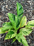 Calathea Yellow Fusion Plant or Calathea Lietzei with Yellow, Green coloured leaves