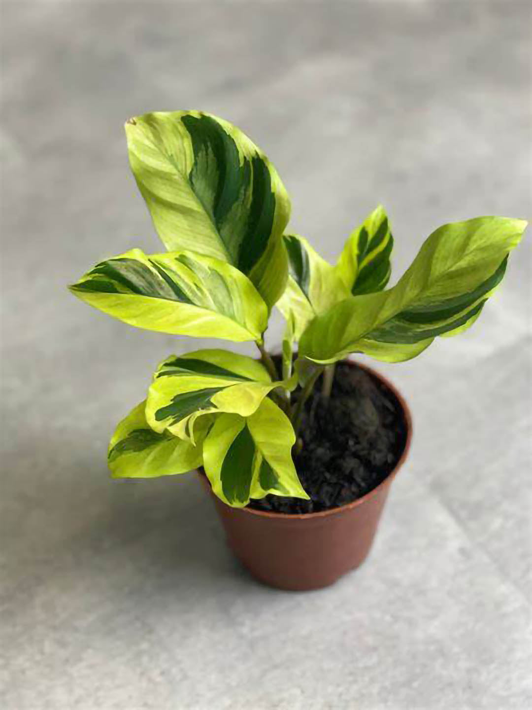 Calathea Yellow Fusion