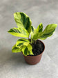 Calathea Yellow Fusion