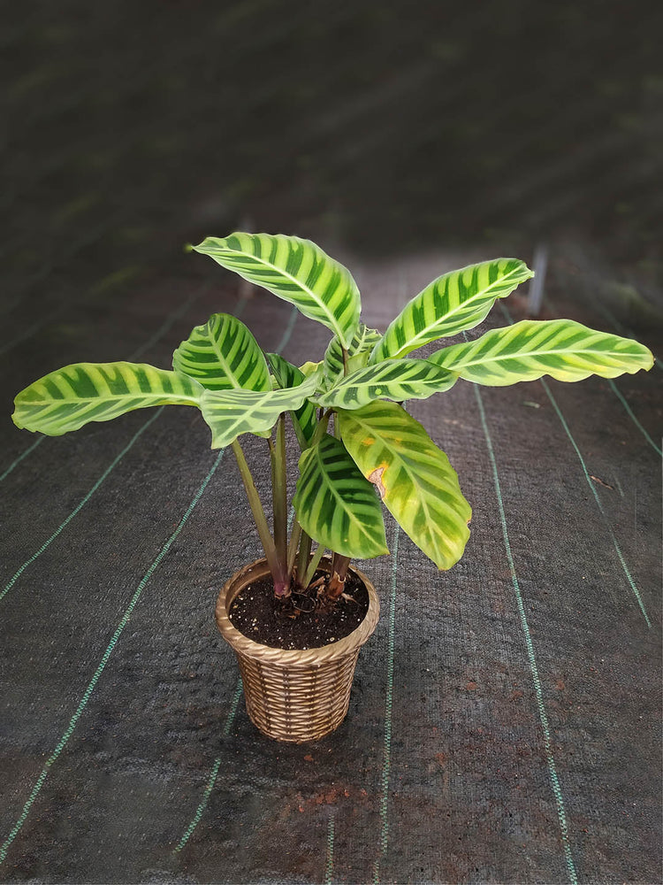 Calathea Zebrina Plant or Zebra Palnt with Green, Purple coloured leaves
