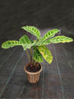 Calathea Zebrina Plant or Zebra Palnt with Green, Purple coloured leaves