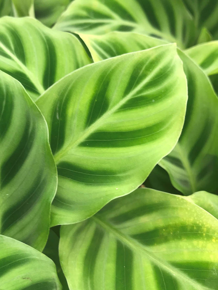 Calathea Zebrina
