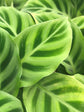 Calathea Zebrina