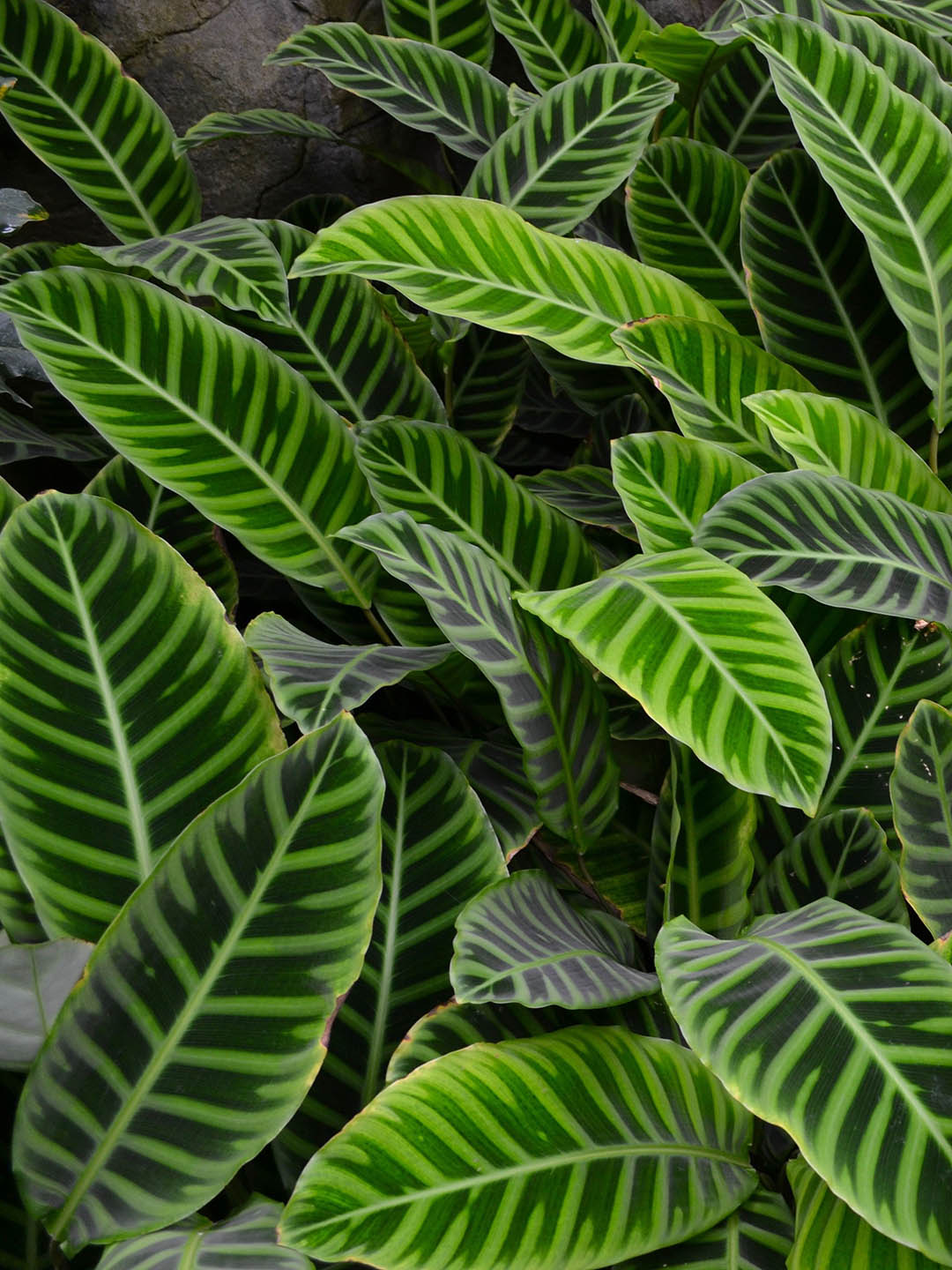 Calathea Zebrina