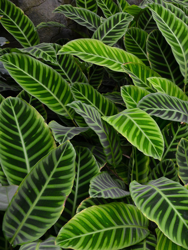 Calathea Zebrina
