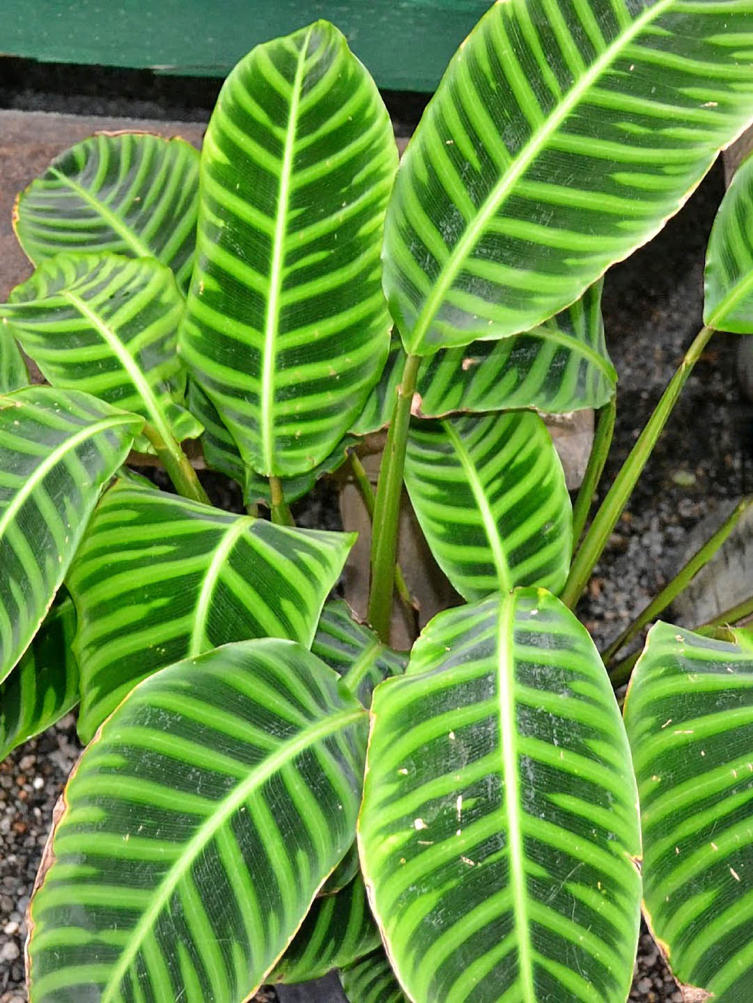 Calathea Zebrina