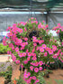 Calibrachoa  White Striped Plant or Million Bells with Green coloured leaves and Pink and White coloured flower 