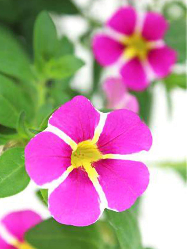 Calibrachoa  White Striped 