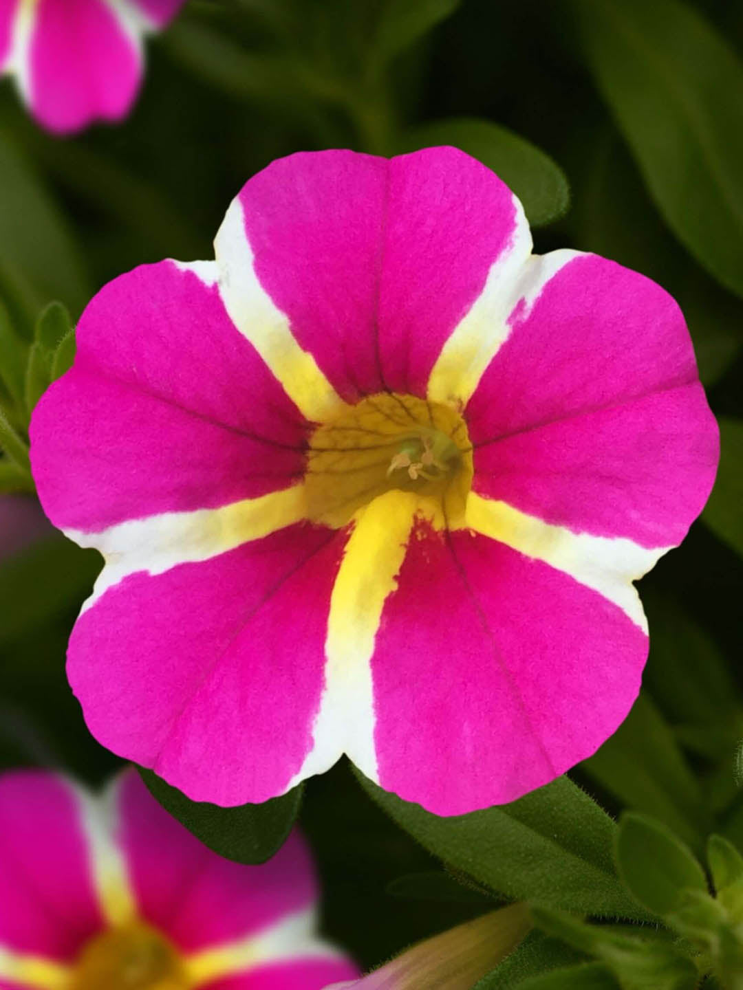 Calibrachoa  White Striped 