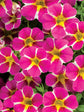 Calibrachoa  White Striped 