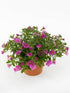 Calibrachoa Pink Plant or Million Bells with Green coloured leaves and Pink coloured flower 