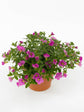 Calibrachoa Pink Plant or Million Bells with Green coloured leaves and Pink coloured flower 