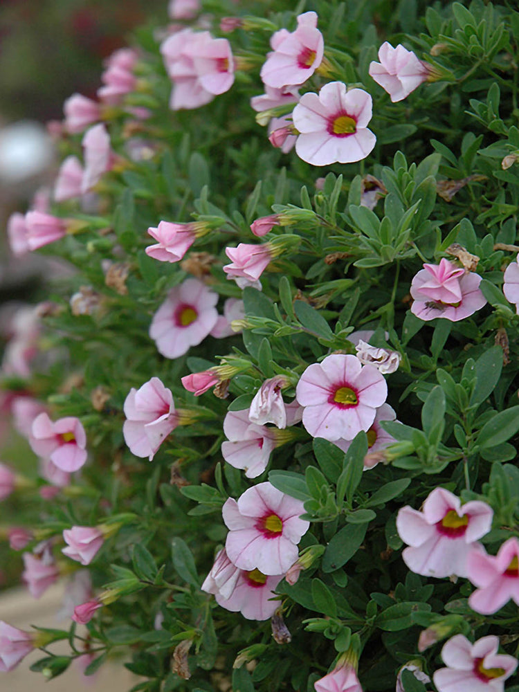 Calibrachoa Rosy Pink 