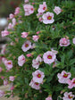 Calibrachoa Rosy Pink 