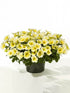 Calibrachoa Yellow Chiffon Plant or Million Bells with Green coloured leaves and Yellow and White coloured flower 