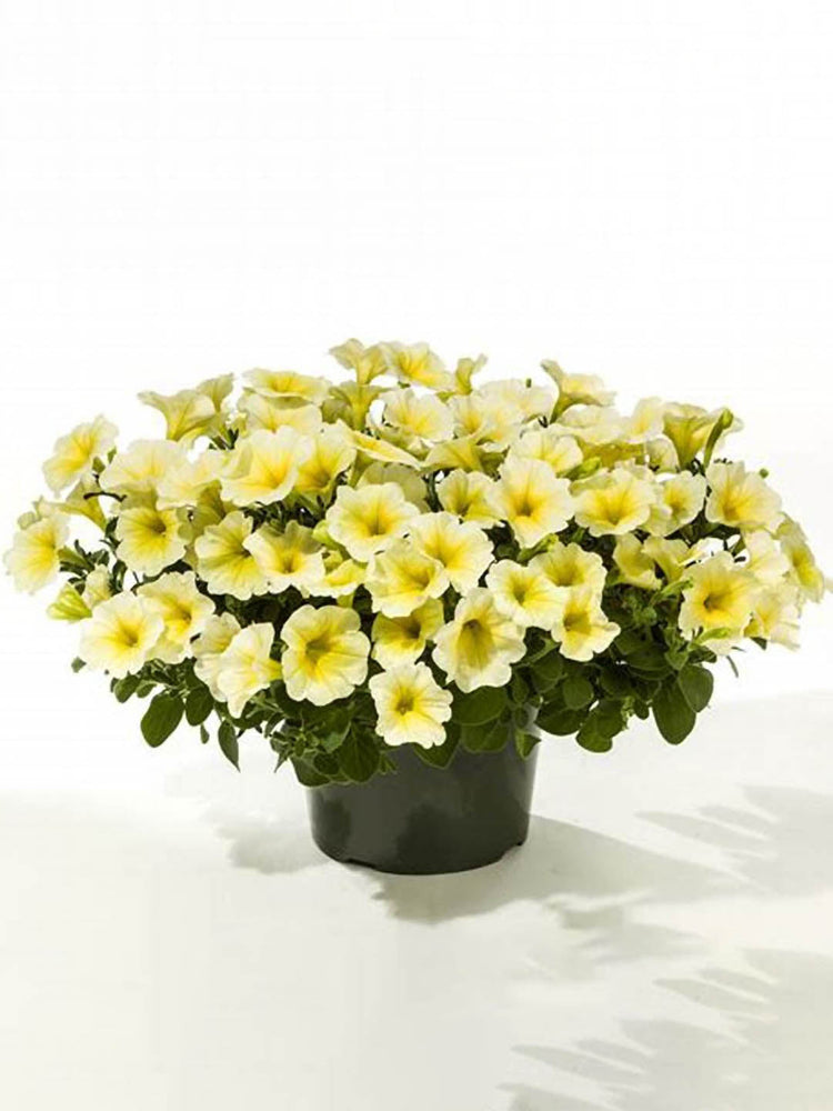Calibrachoa Yellow Chiffon Plant or Million Bells with Green coloured leaves and Yellow and White coloured flower 