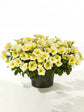 Calibrachoa Yellow Chiffon Plant or Million Bells with Green coloured leaves and Yellow and White coloured flower 