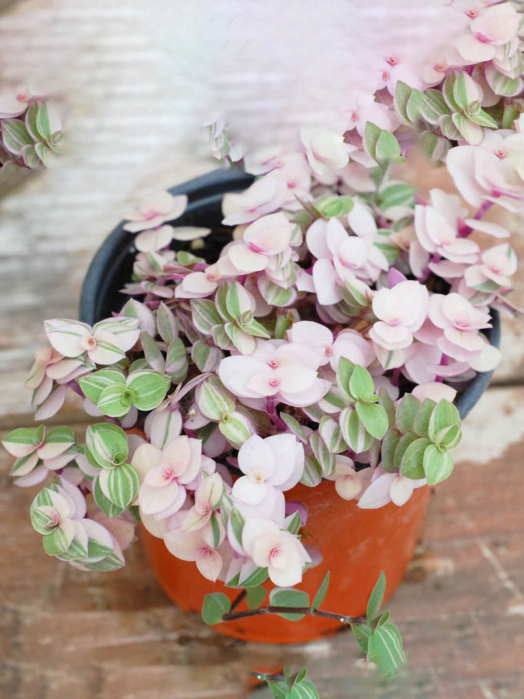 Callisia Repens Green 