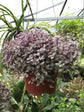 Callisia Repens Pink Lady Plant or Turtle Vine with Pinkish Green coloured leaves