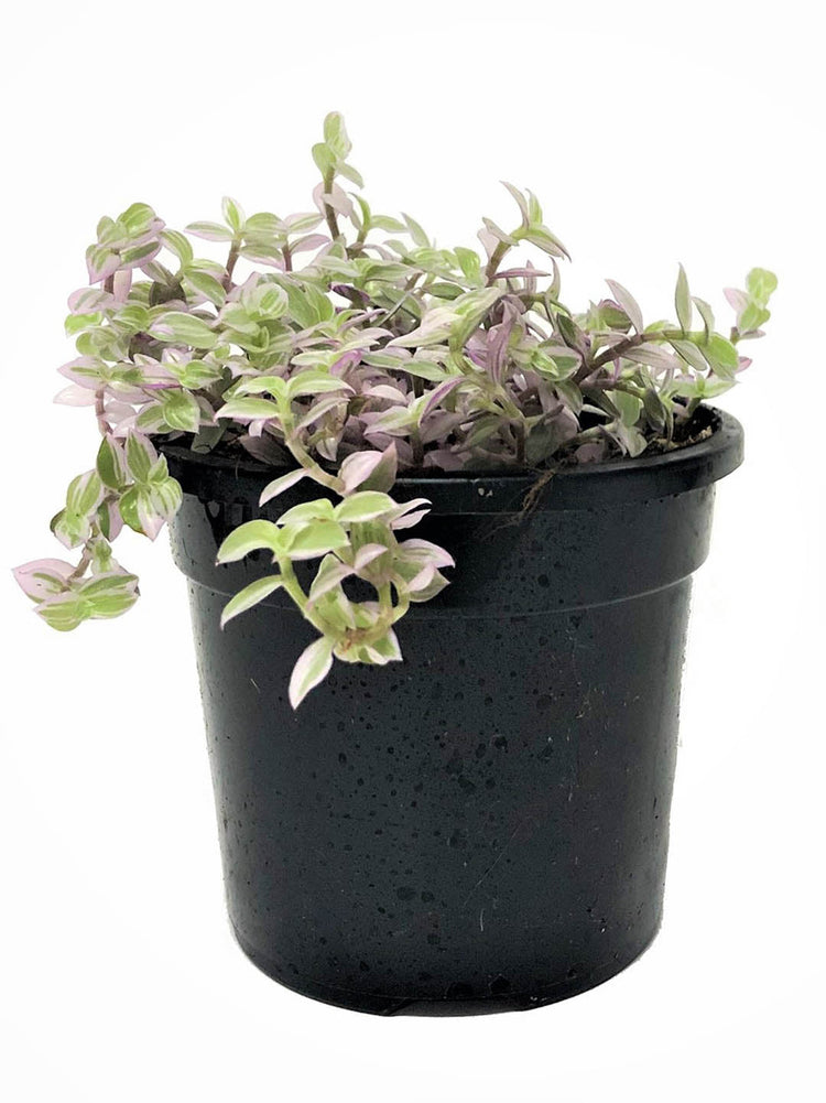 Callisia Repens Pink Lady 