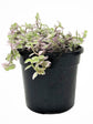 Callisia Repens Pink Lady 