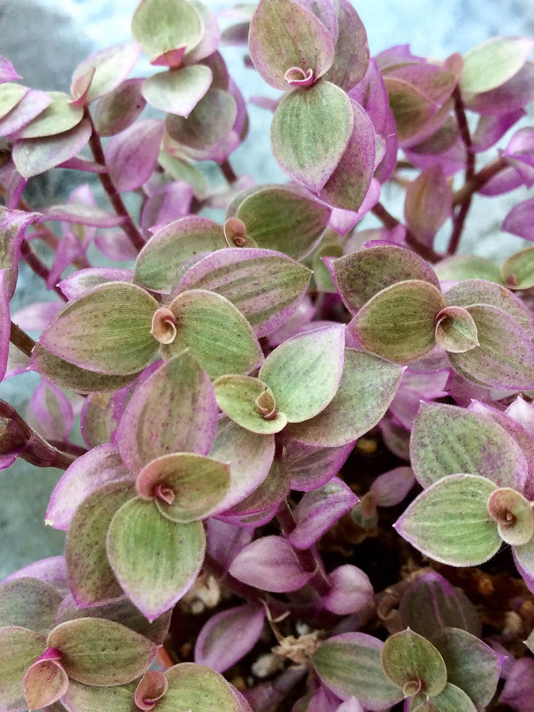 Callisia Repens Pink Lady 