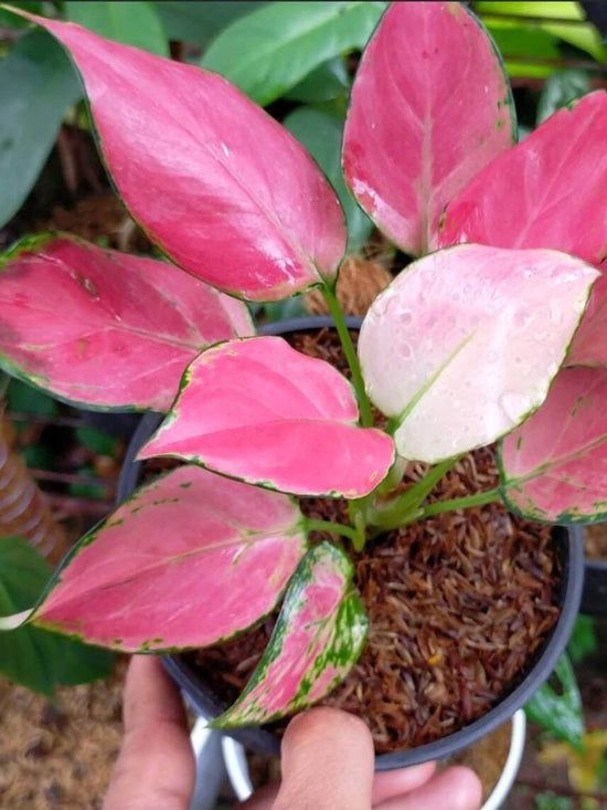 Aglaonema Pink Anjamani Plant or Aglaonema Light Pink Plant with Pink coloured leaves