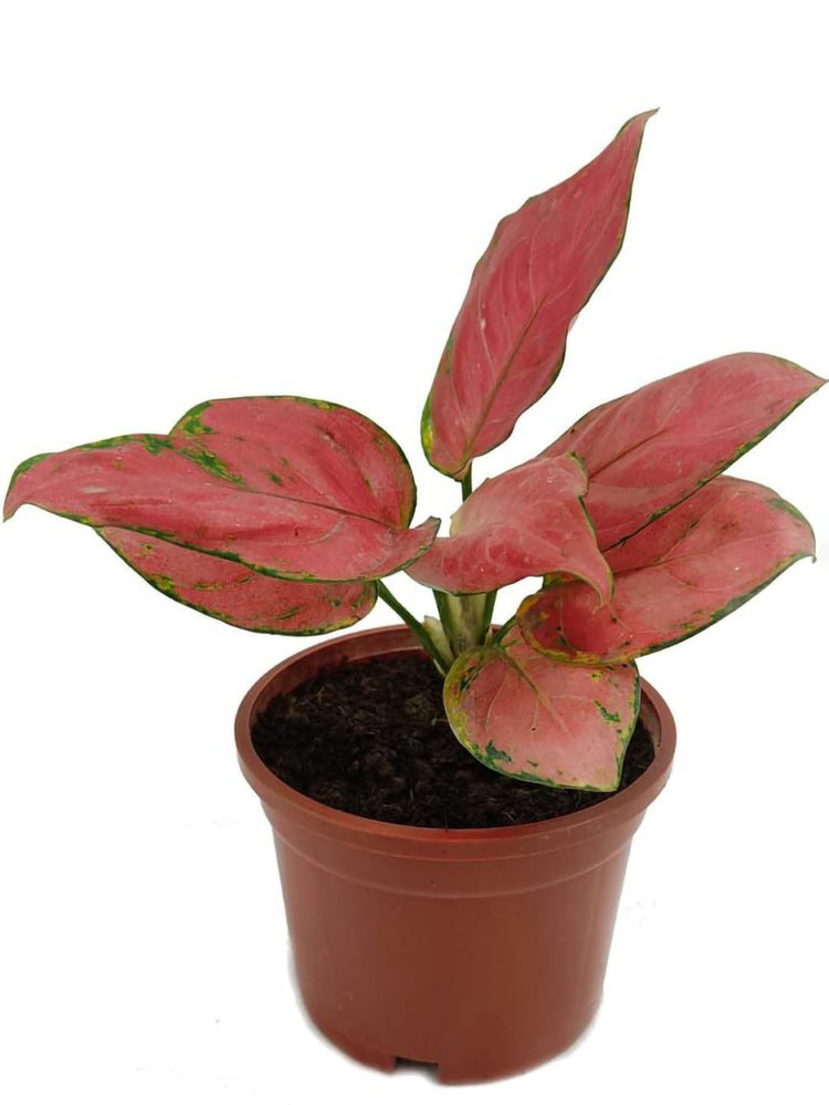 aglaonema pink anjamani Pink Aglaonema Plant – Potclay