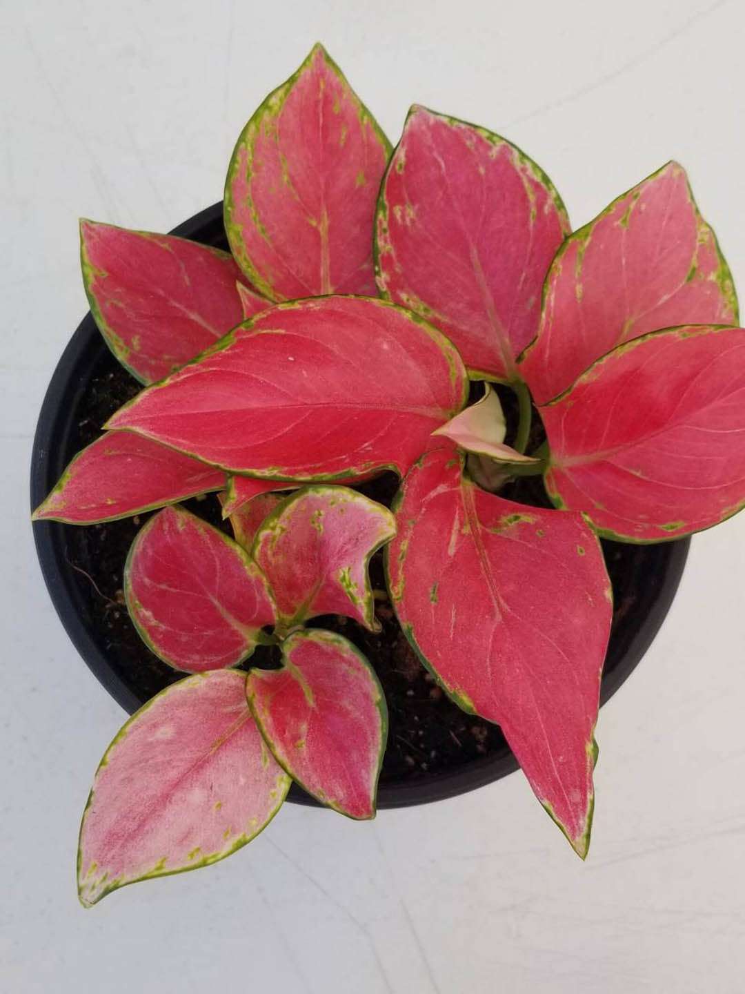 aglaonema pink anjamani Pink Aglaonema Plant – Potclay