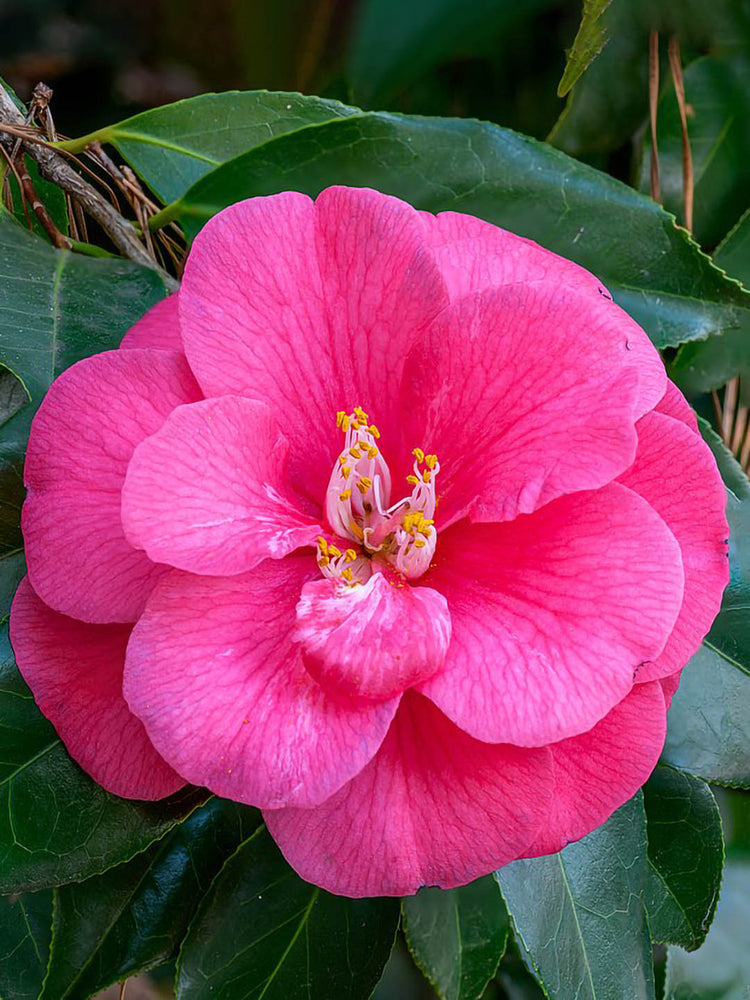Camellia Japonica Plant or Common Camellia with Green coloured leaves and Pink coloured flower 