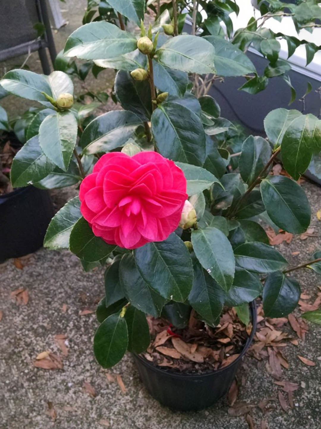 Camellia Japonica