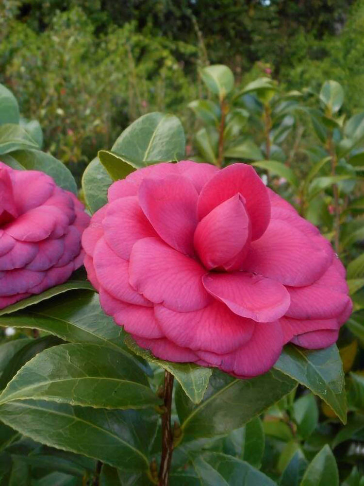 Camellia Japonica