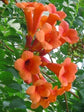 Campsis Radicans Orange Plant or Trumpet Vine with Green coloured leaves and Orange coloured flower 