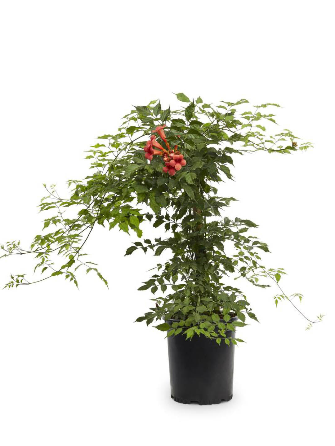 Campsis Radicans Orange 