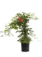 Campsis Radicans Orange 