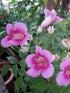 Campsis Radicans Pink Plant or Trumpet Vine with Green coloured leaves and Pink coloured flower 