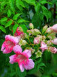 Campsis Radicans Pink 