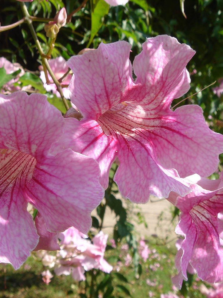 Campsis Radicans Pink 