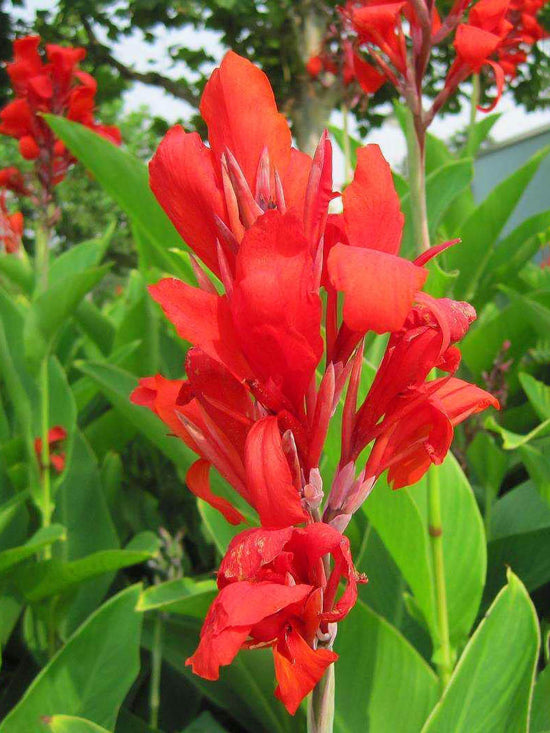 Canna Indica Lily Red Plant or Achira,Indian Shot, African Arrowroot with Green coloured leaves and Red coloured flower 