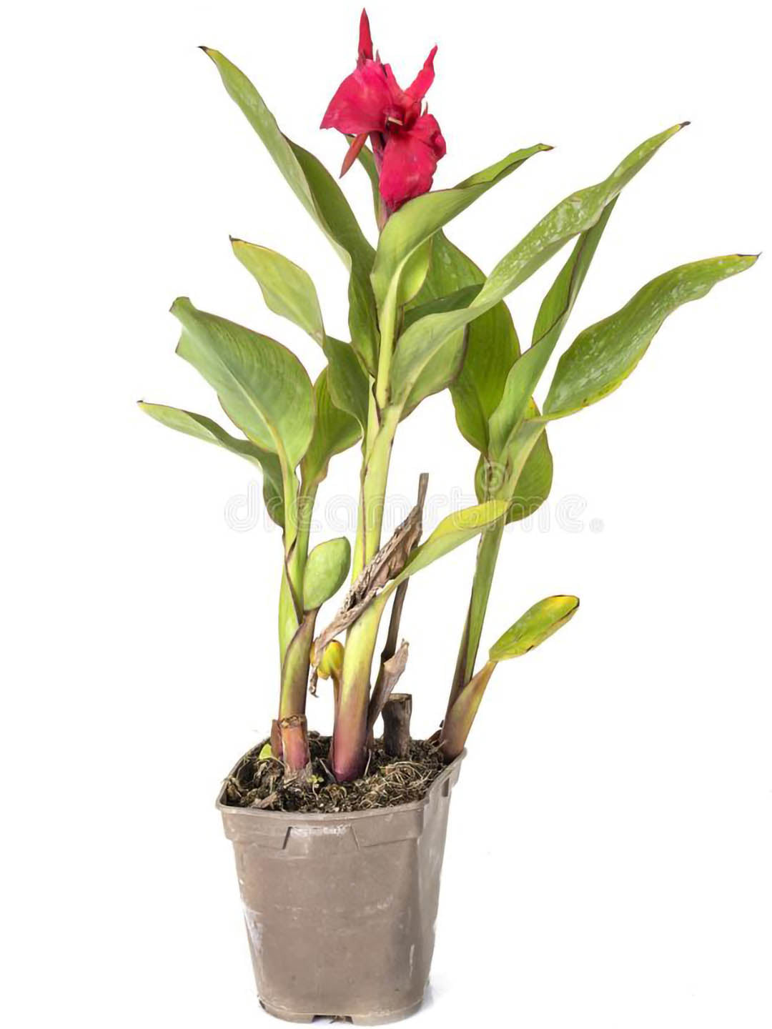 Canna Indica Lily Red 