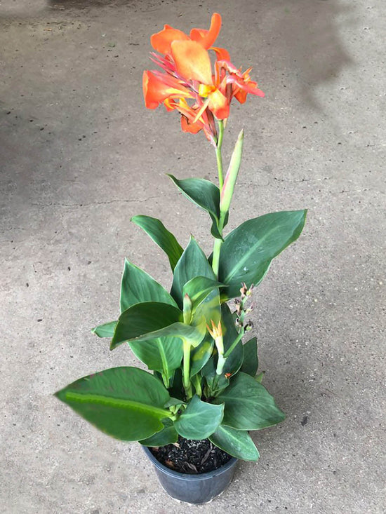 Canna Indica Orange Punch Plant or Canna Orange Punch with Green coloured leaves and Orange coloured flower 